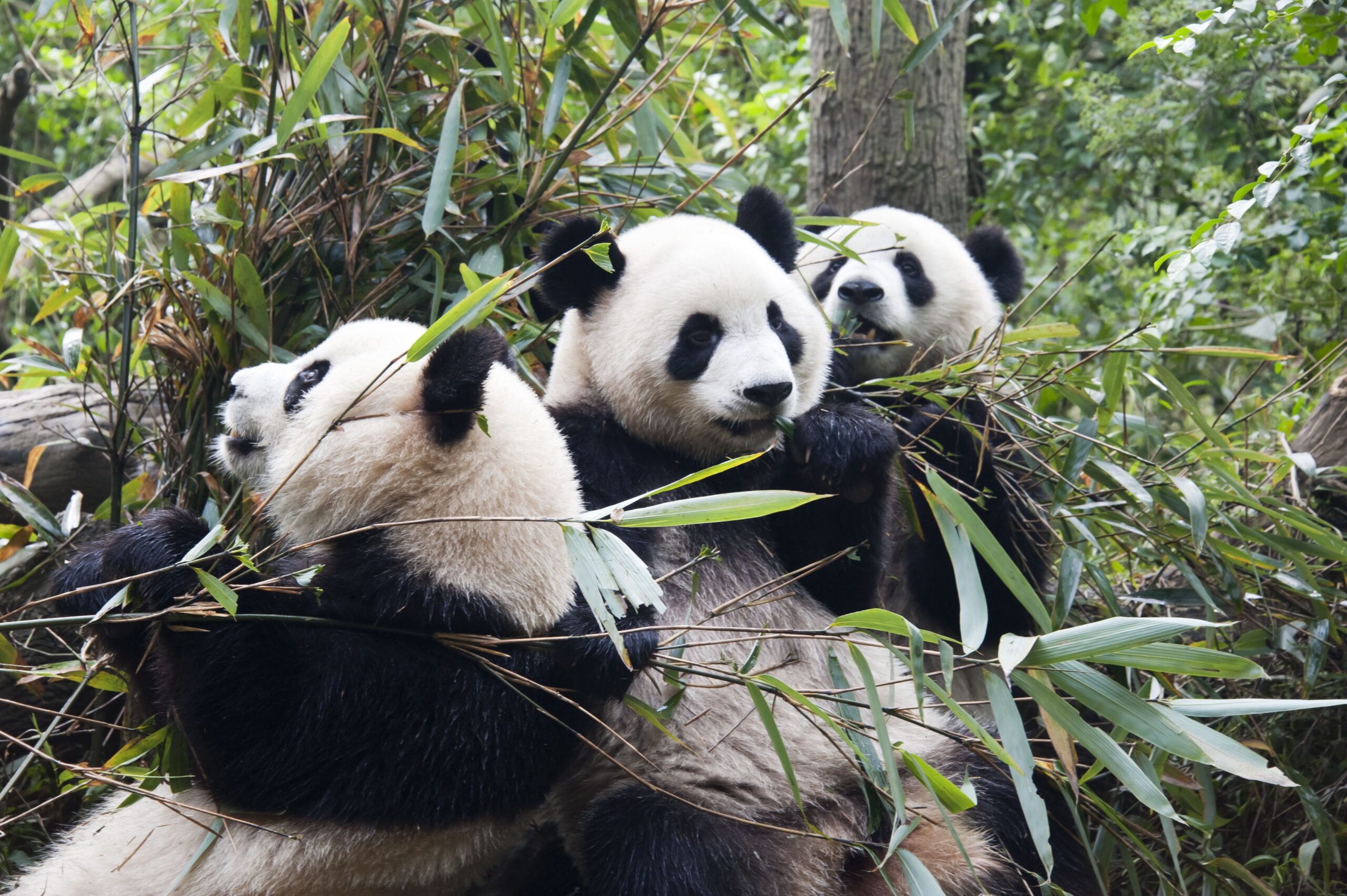 Chengdu Panda Base