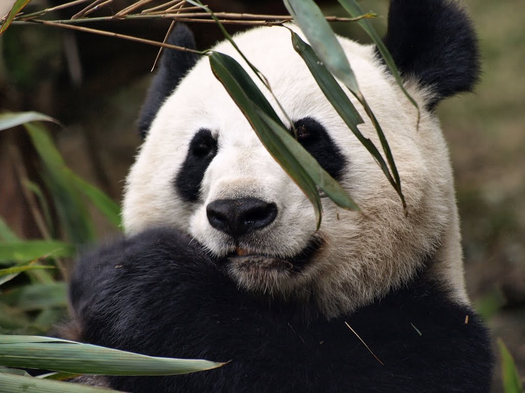1 Day Chengdu Panda & Giant Buddha · 1 day Group — ROOYEE curated journey in China