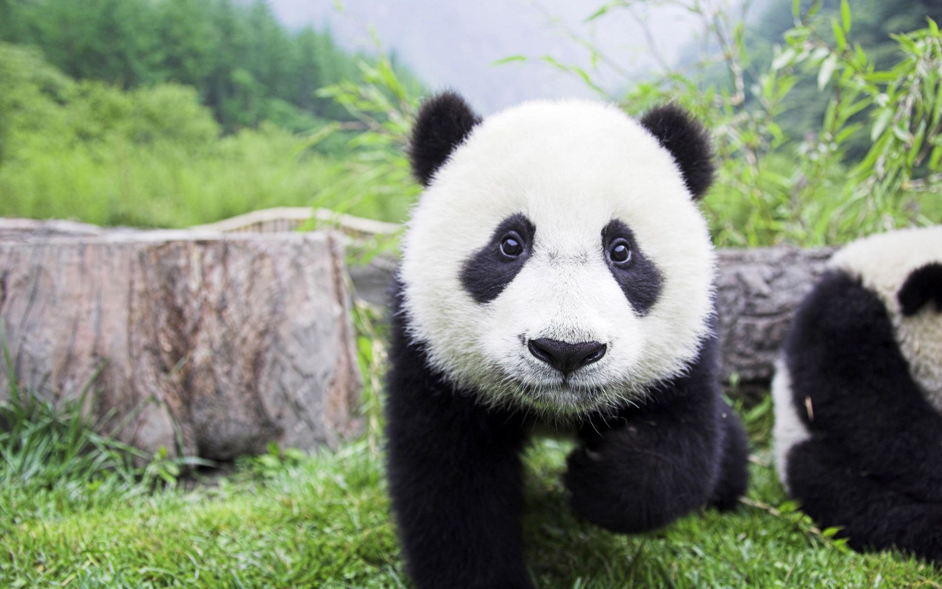 photo of cute panda