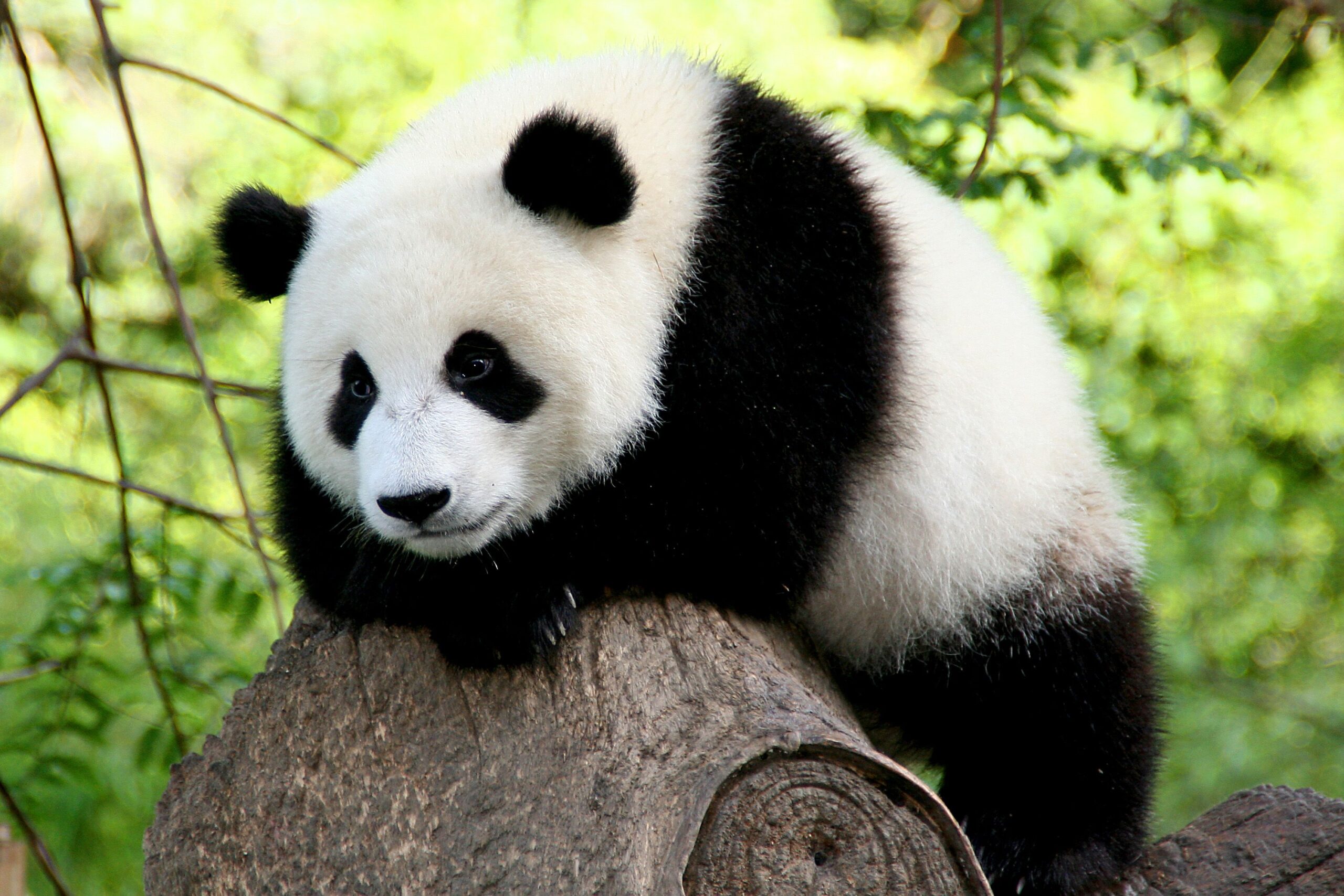 photo of the cute panda
