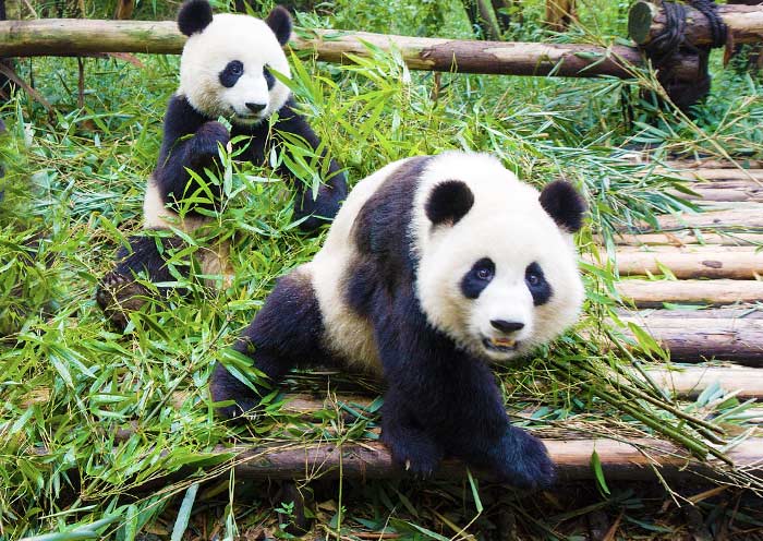 Chengdu